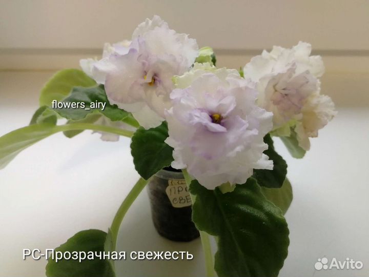 Фиалки. Черенок с деткой