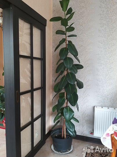 Фикус бенджамина