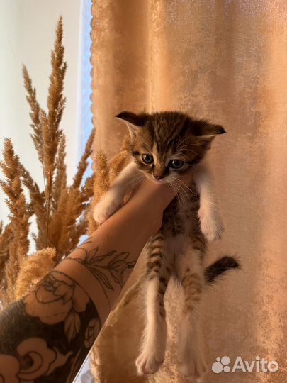 Шотландская