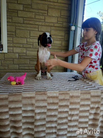 Боксёры Юниоры