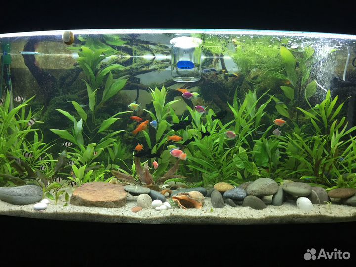 Меченосец,гуппи, моллинезия,барбус,растения