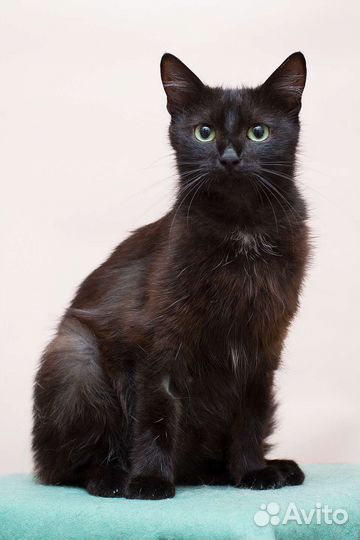 Черный Лебедь