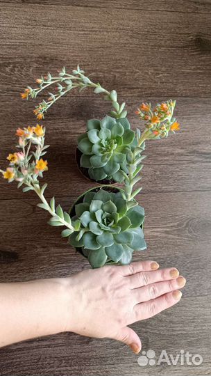 Суккуленты