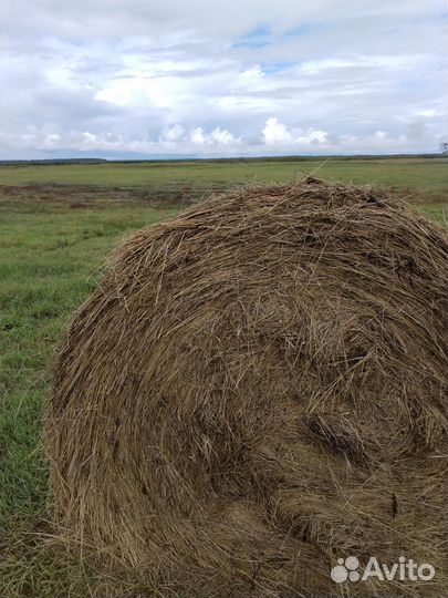 Продам сено
