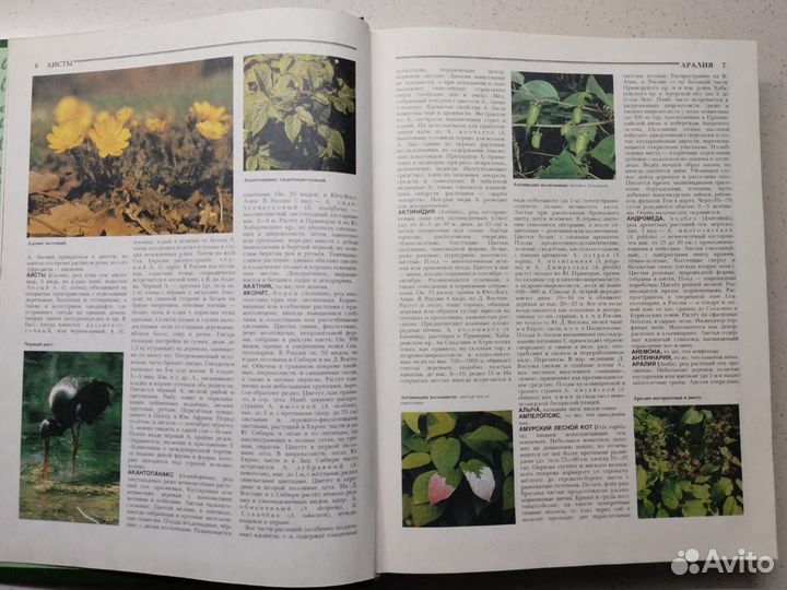 Энциклопедия Лес России