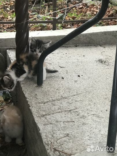 Отдам в добрые руки