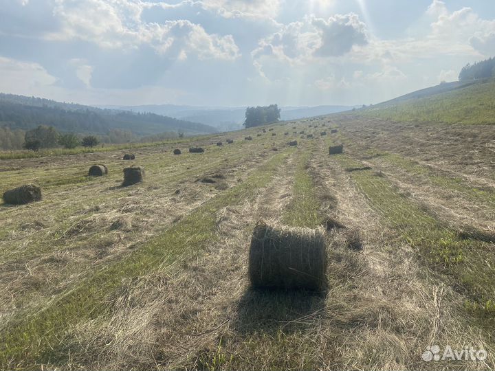 Сено