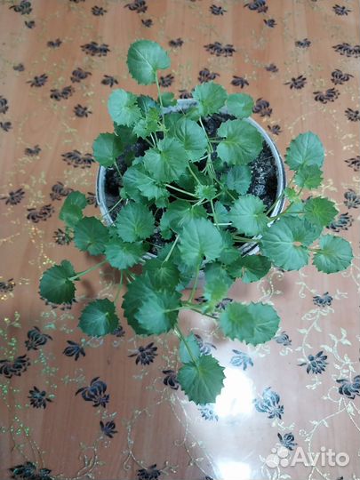 Продам цветы комнатные