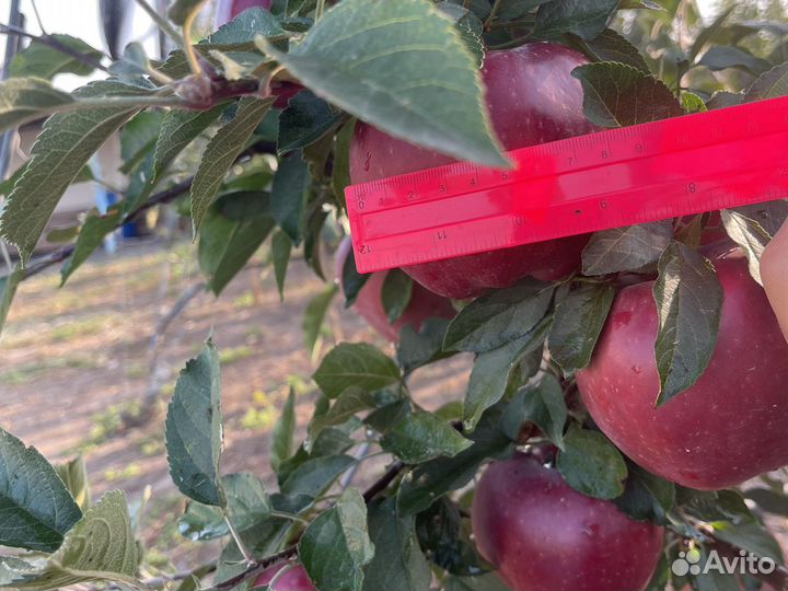 Яблоко Джаромини