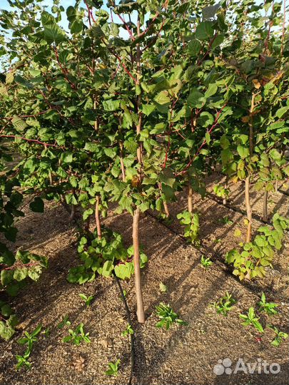 Береза, липа, клен остролистный