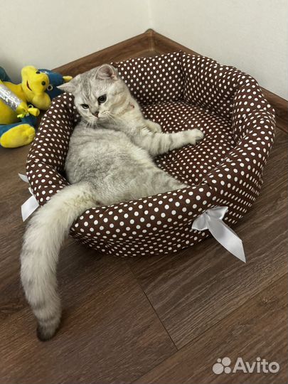 Шотландский кот