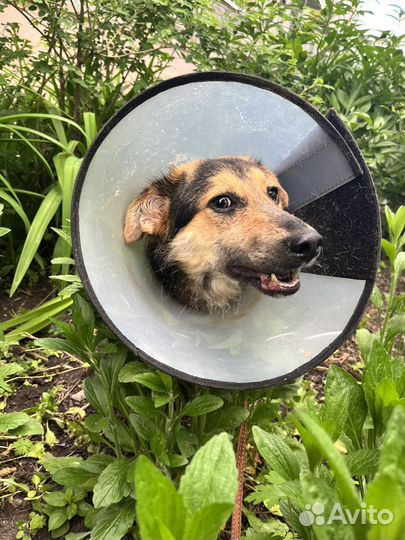 Собака Кнопа