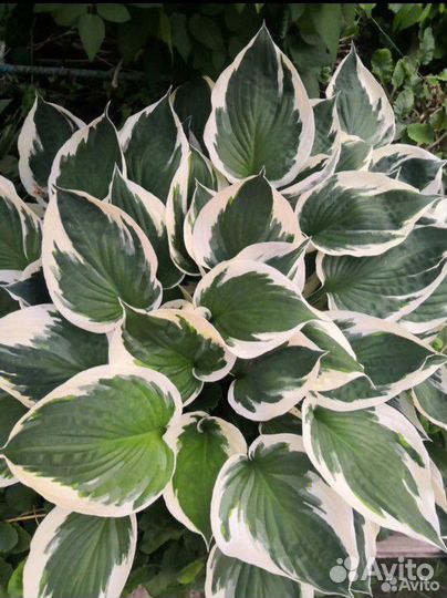 Хосты из сада