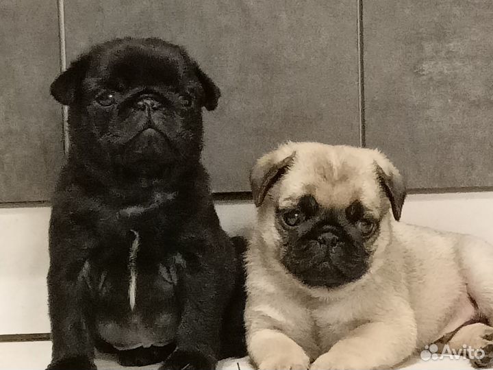 Щенки мопса