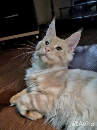 Котёнок мейн-кун 4 мес
