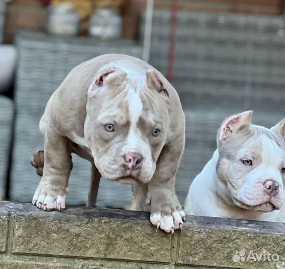 Щенок американский булли