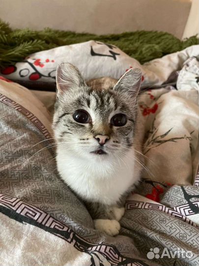 Кошка