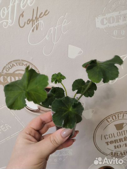 Пеларгония герань