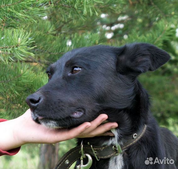 Собака Мотя