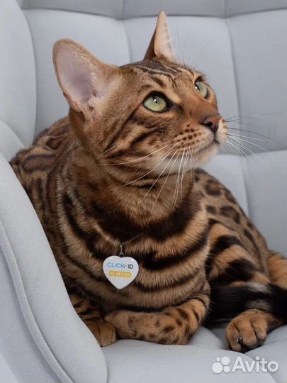 Аренда бенгальского кота для сьемки