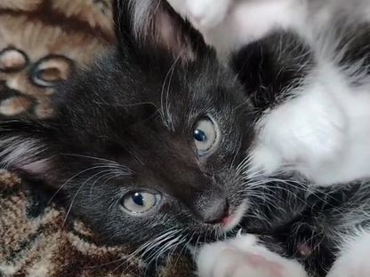 Котёнок в добрые руки, Курорт-Дарасун