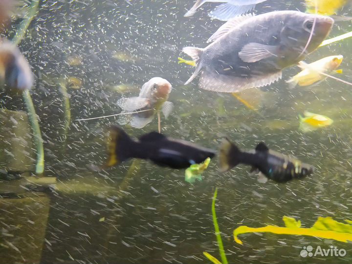 Аквариумные рыбки