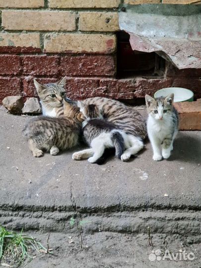 Кошки и котята дворовые