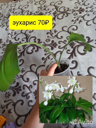 Цветы кактусы