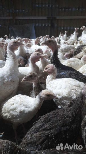 Индюки подрощенные