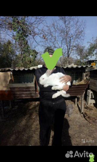 Кролики для вязки