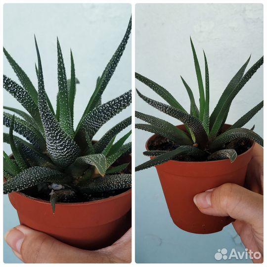 Комнатные растения (разное)