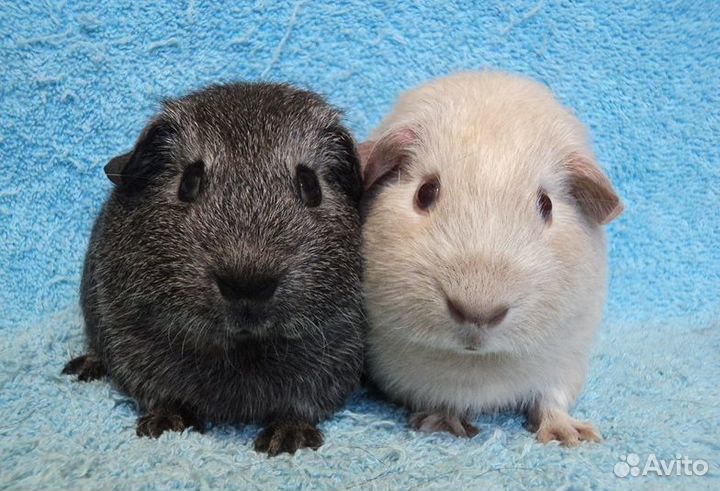 Морские свинки, мальчики