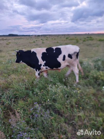 Быки на мясо живым весом