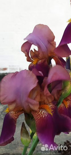 Ирисы бородатые