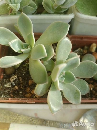 Суккуленты