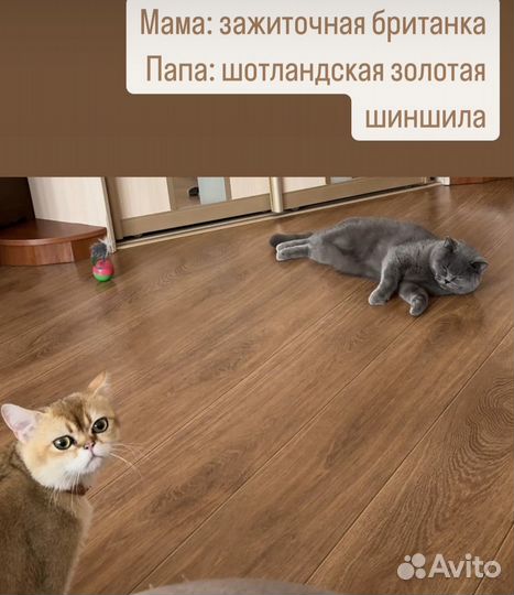 Котята золотая шиншилла