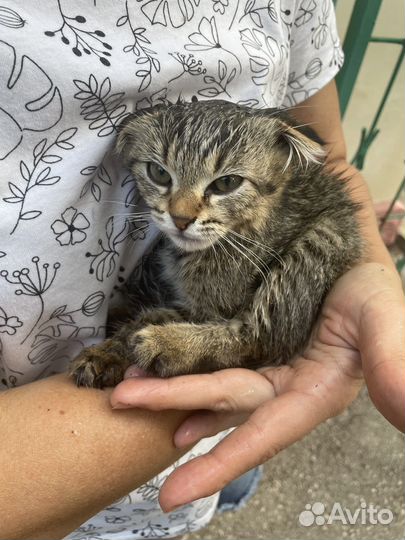 Вислоухий котенок