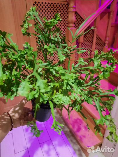 Птерис критский