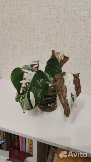 Монстера альба
