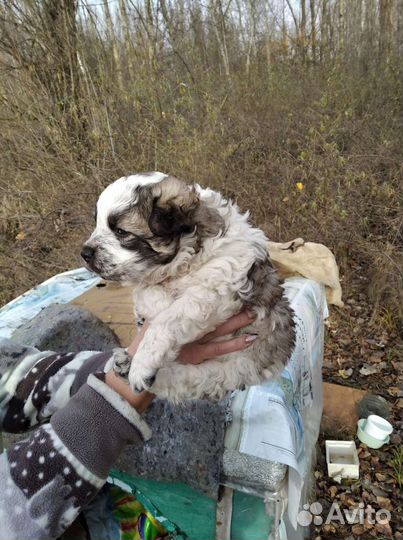 Щенок в добрые руки
