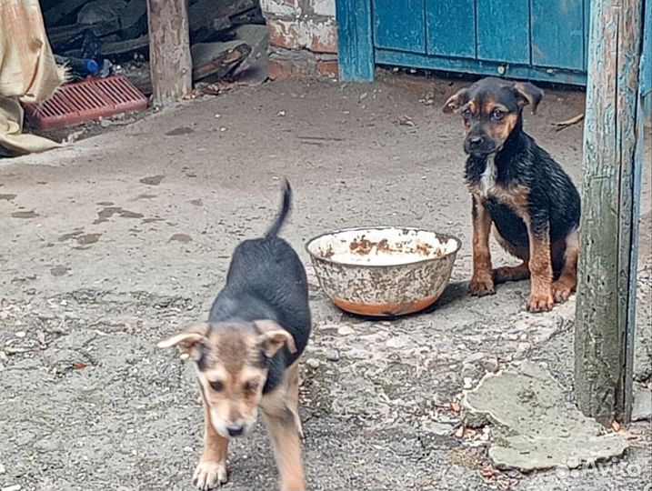 Щенки дворняги в дар