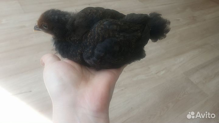 Цыплята разных пород