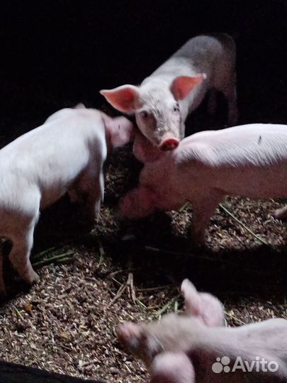 Поросята