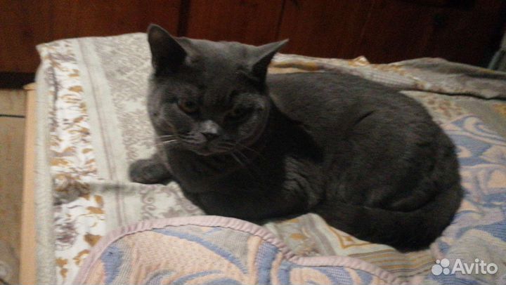 Британец, котик