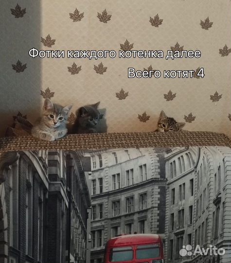 Котята в добрые руки