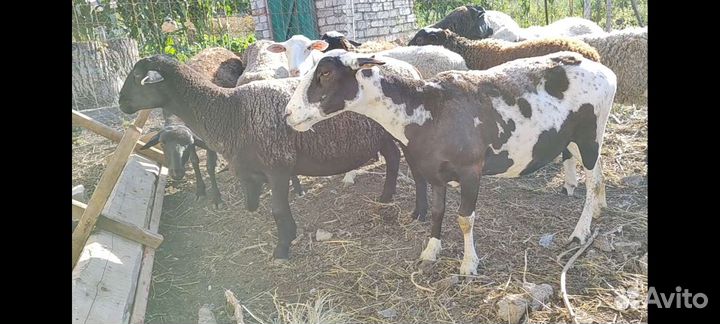 Овцы породы дорпер