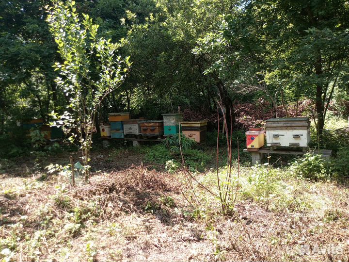 Улей пасека пчелы