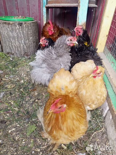 Инкубационное яйцо пародистых кур