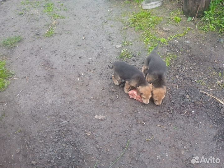 Русская гончая