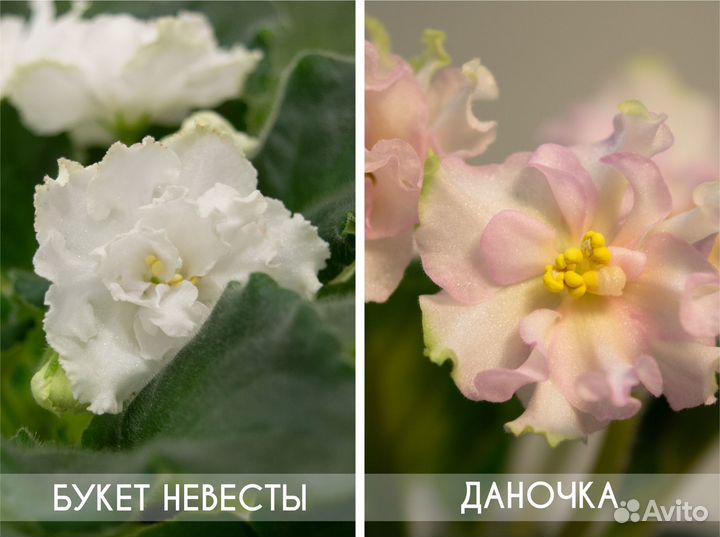 Сортовые фиалки